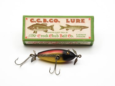 Creek Chub 1625 Baby Injured Minnow