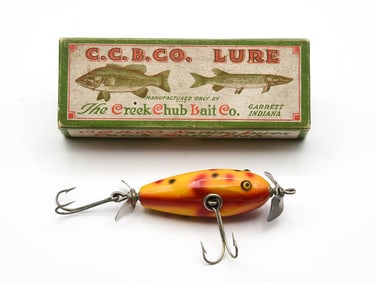 Creek Chub Baby Injured Minnow