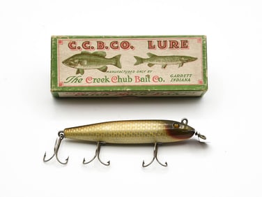 Early Creek Chub Pikie