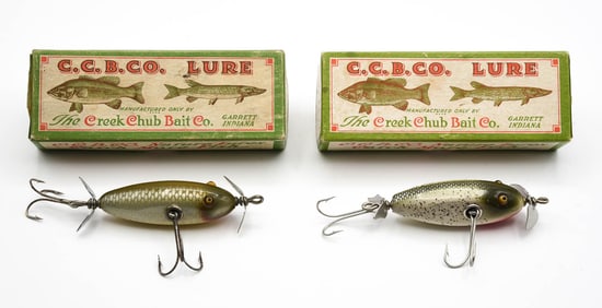 2 Creek Chub Baby Injured Minnows