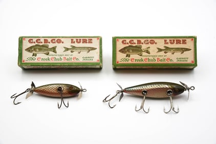 2 Creek Chub Injured Minnows