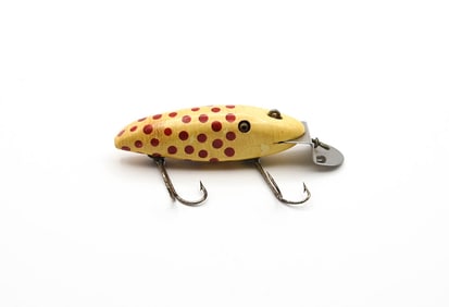 Creek Chub Finless Fintail Shiner