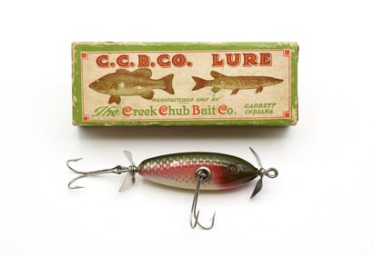 Creek Chub Baby Injured Minnow