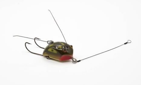 Creek Chub Weed Bug