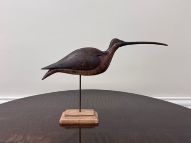 Curlew Shorebird by Chris Andrews