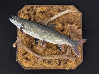 Lake Trout Taxidermy Mount on Wall Plaque