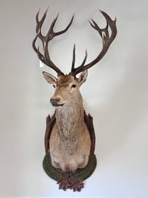 Red Stag Deer Mount with Black Forest Plaque