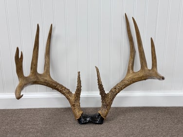 Large Whitetail Deer Rack - 11pt Buck