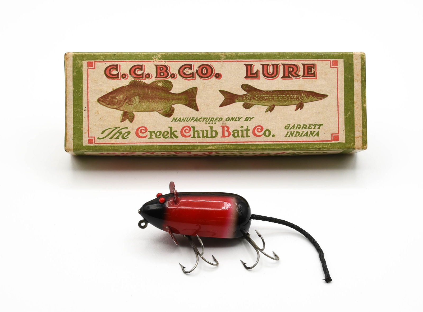 Creek Chub Fintail Shiner, Garrett, In.