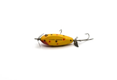 Creek Chub Baby Injured Minnow