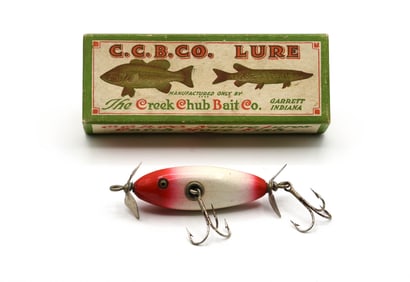 Creek Chub Baby Injured Minnow