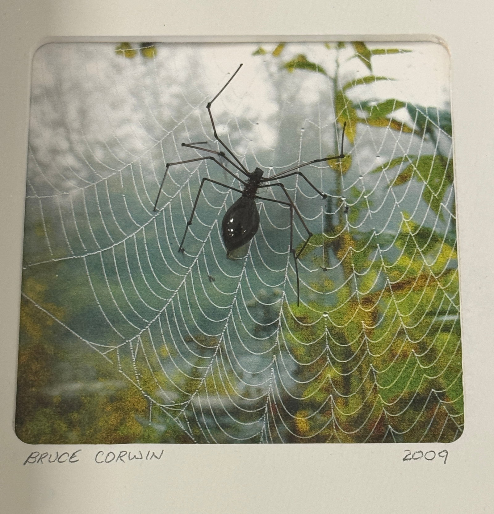 Corwin Realistic Spider Fly - 3