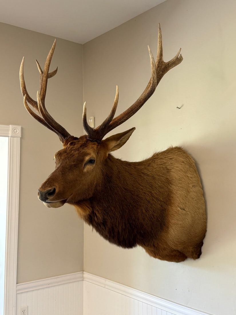 Roosevelt Elk Shot in Vancouver Island 2010: 6 x 6 Bull Elk from Camp Togus, Whitney Park. Clean impressive contemporary shoulder mount.
