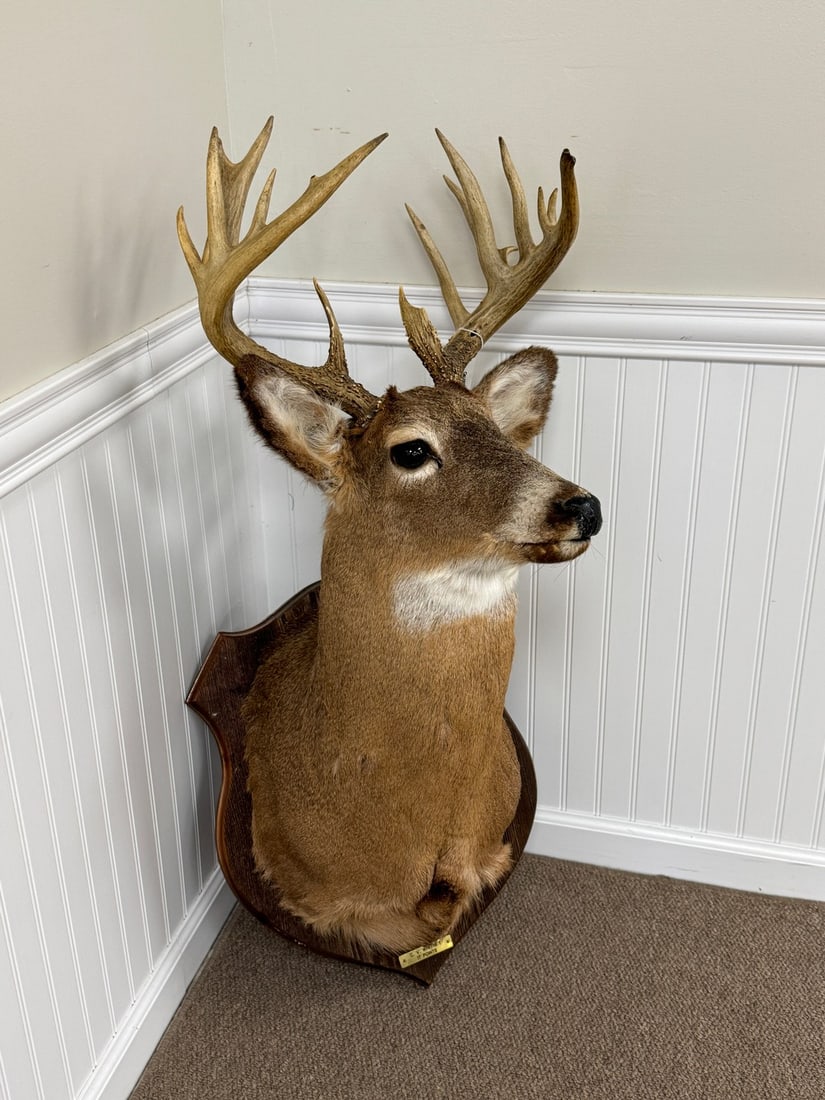 C.V. Whitney's Impressive 17 Point Whitetail Deer: on a wooden shield plaque with brass tag. From Camp Deerlands, Whitney Park, Adirondacks.