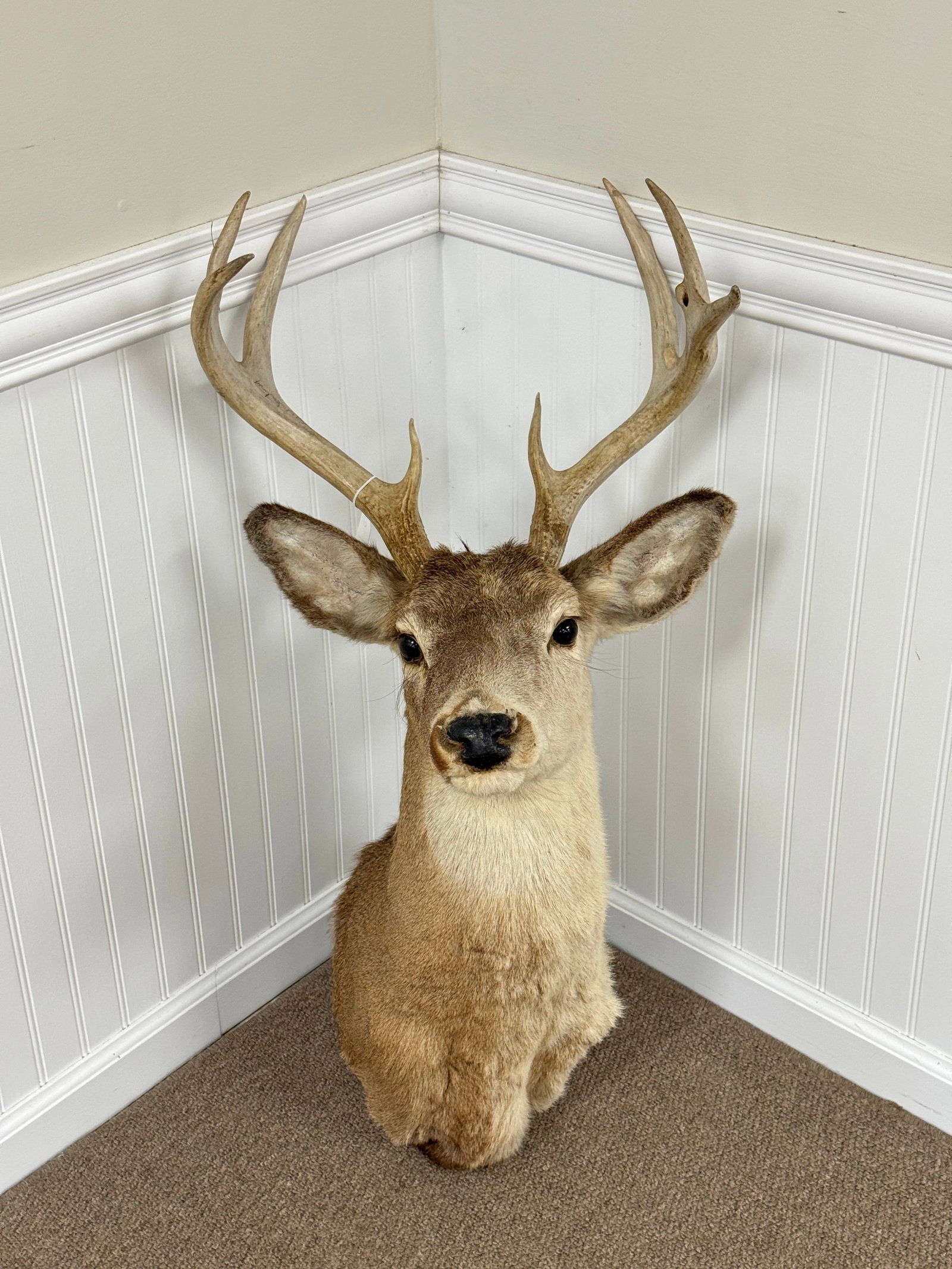 Whitetail Buck Shot by C.V. Whitney in 1956 (1 of 4)