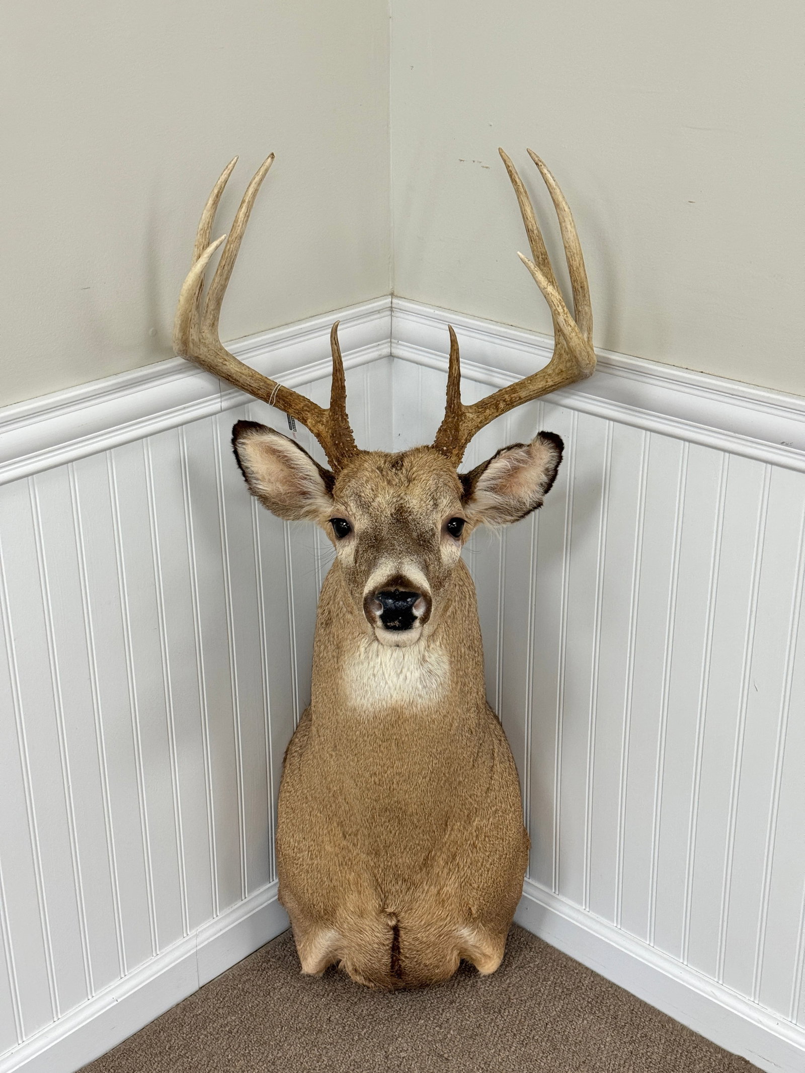 Whitetail Buck Shot by Bill Gross 2011: Hung in Camp Togus, Whitney Park. 8 Point rack.