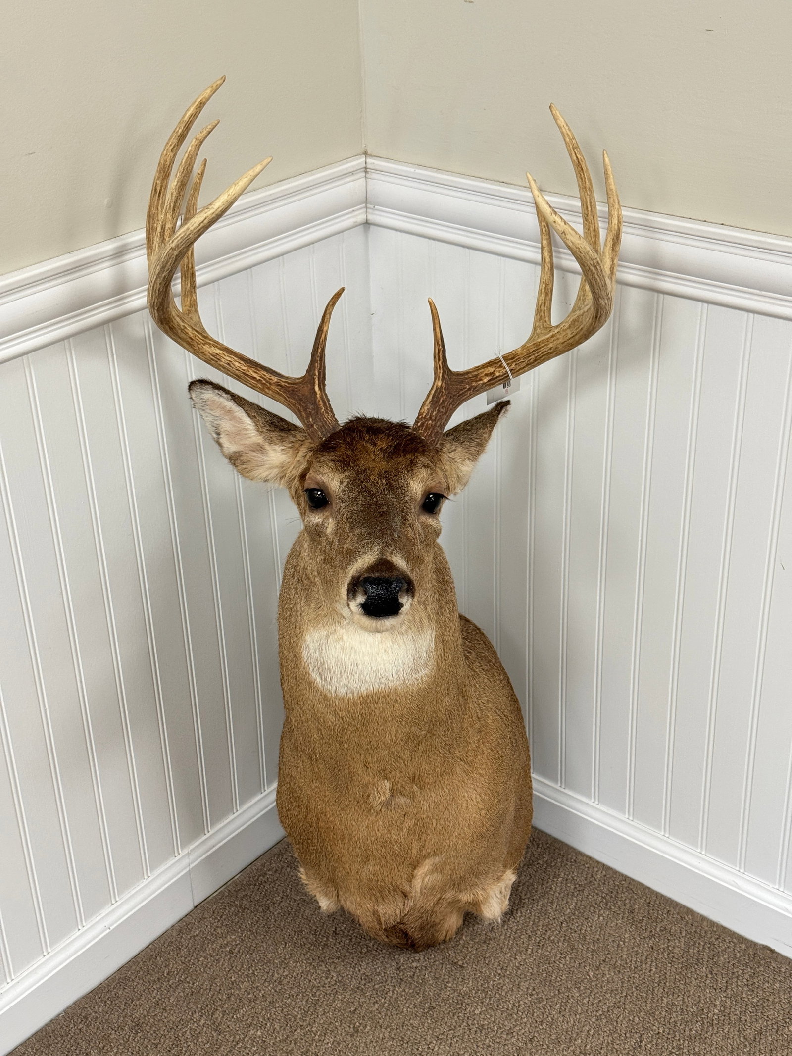 Impressive 10 point Whitetail Buck Mount: Contemporary Mount. Hung at Camp Togus, Whitney Park.