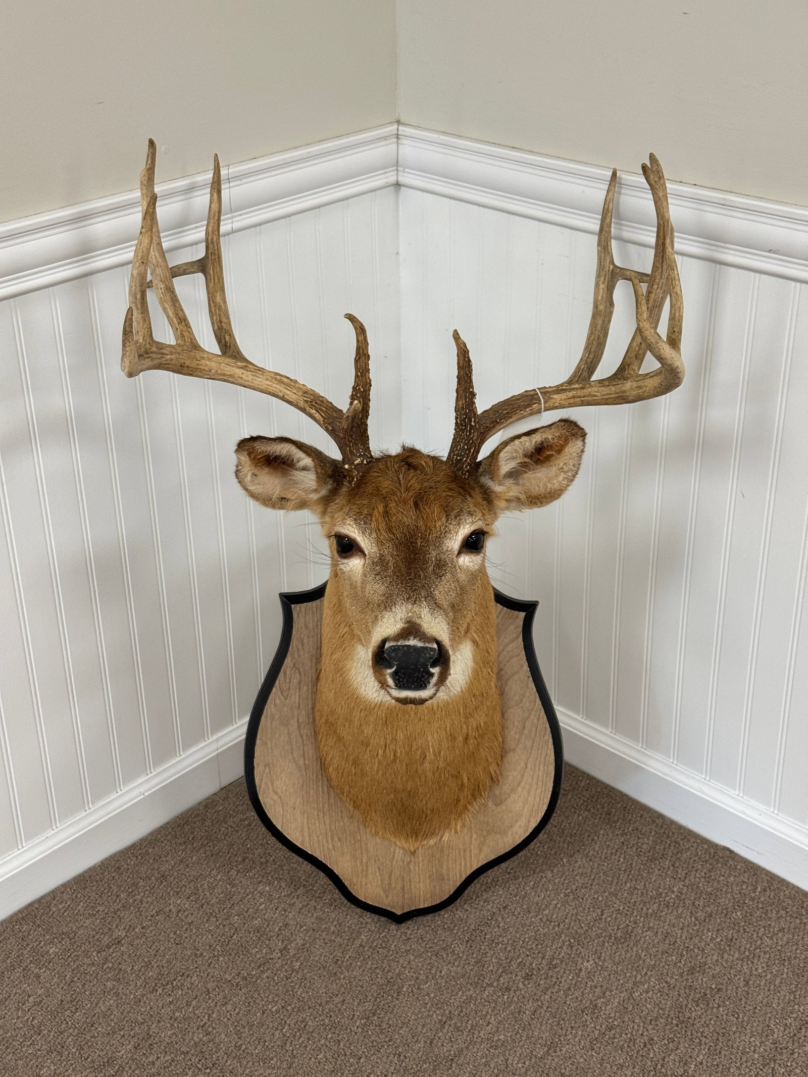 Impressive 14pt Whitetail Deer Head (1 of 2)