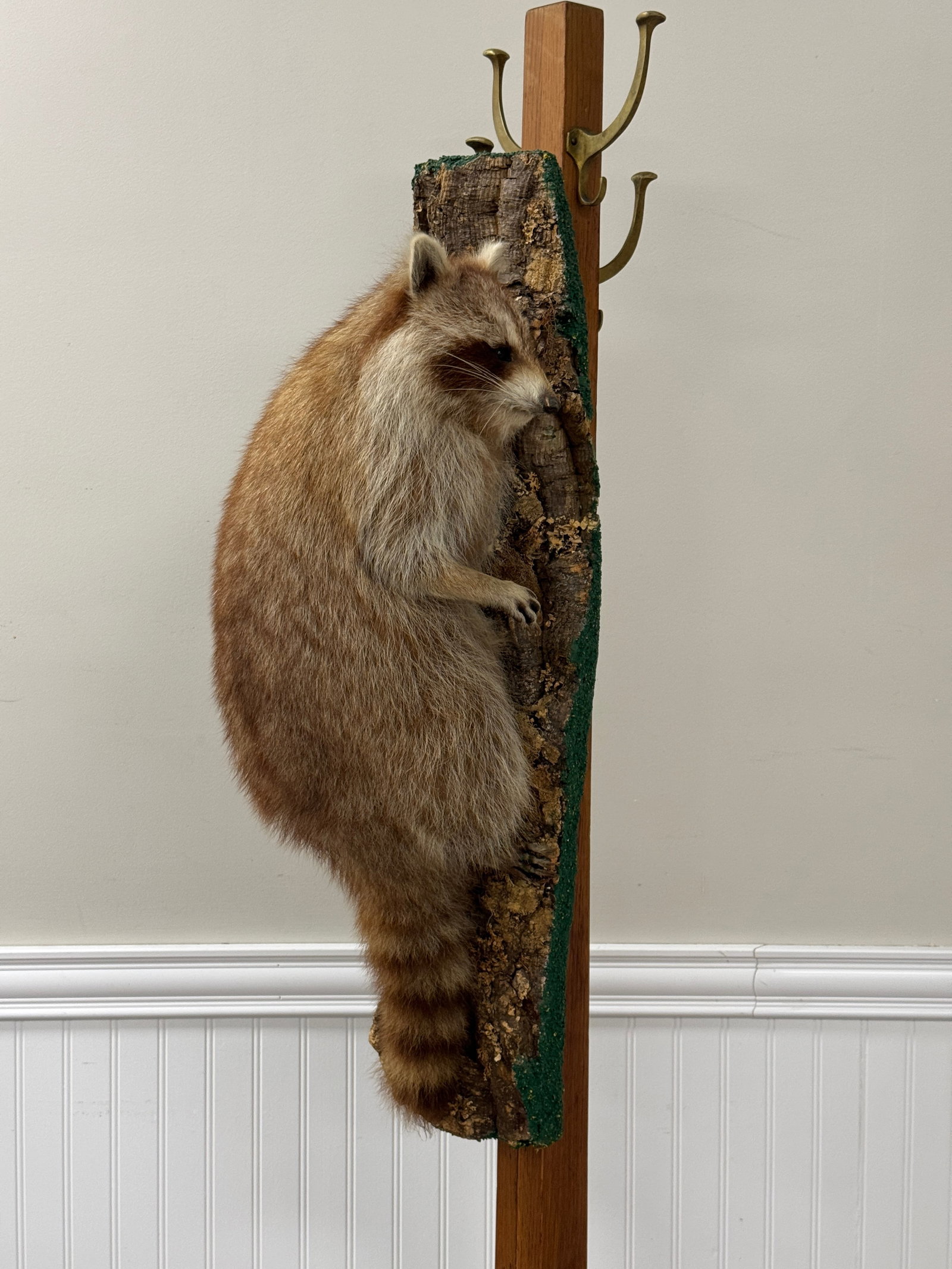 Raccoon Taxidermy Mount from Whitney Park (1 of 3)
