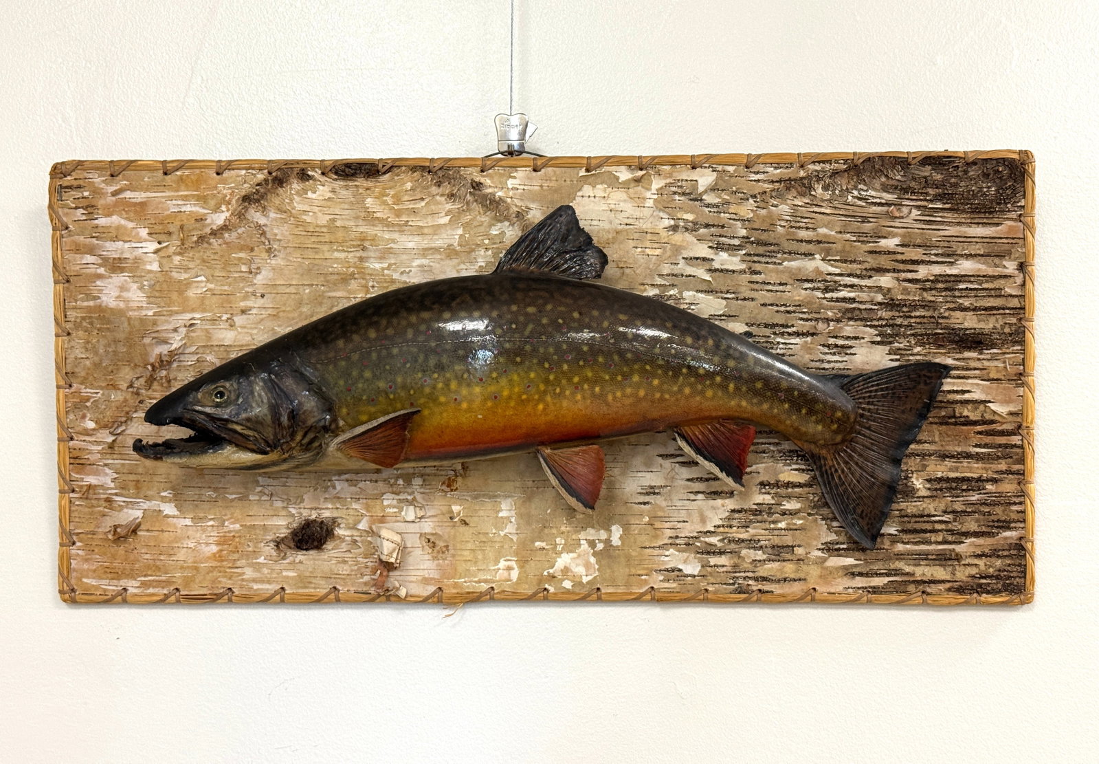 David Footer Native Brook Trout on Birch Plaque: Caught 1959, Kennebago, ME. 12" x 26"