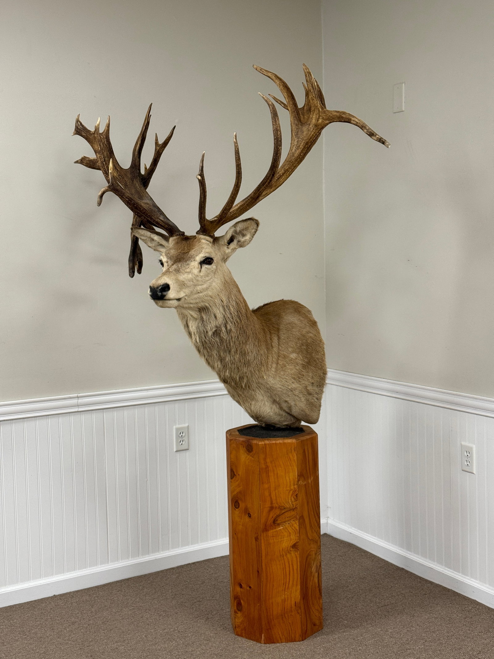 Trophy Red Stag Mounted on Pedestal: From a home in Keene, NY. Stands approximately 7' tall and mount is removable from base. Contemporary mount in very good condition.