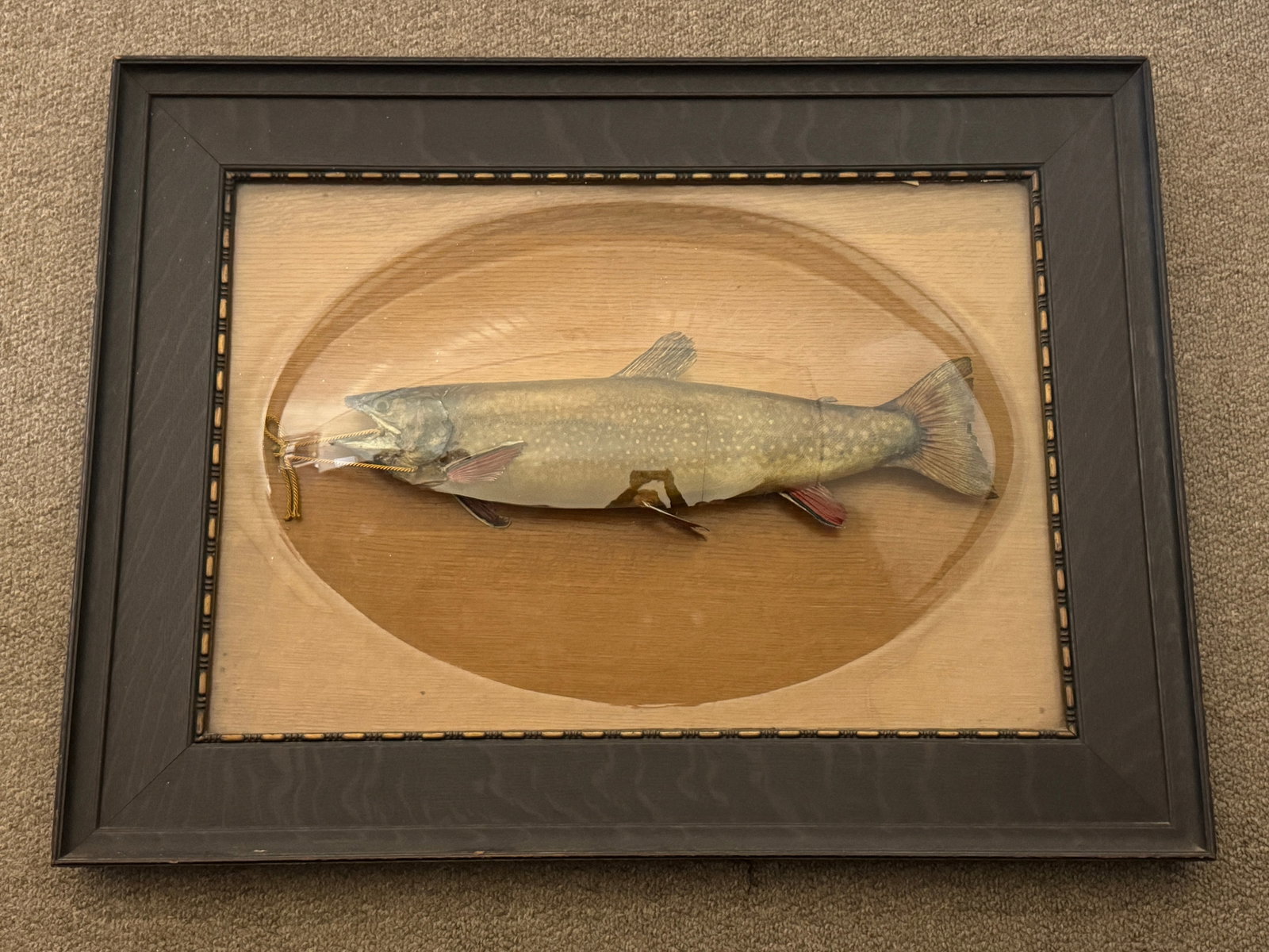 Mounted Trout Under Bubble Glass (1 of 7)