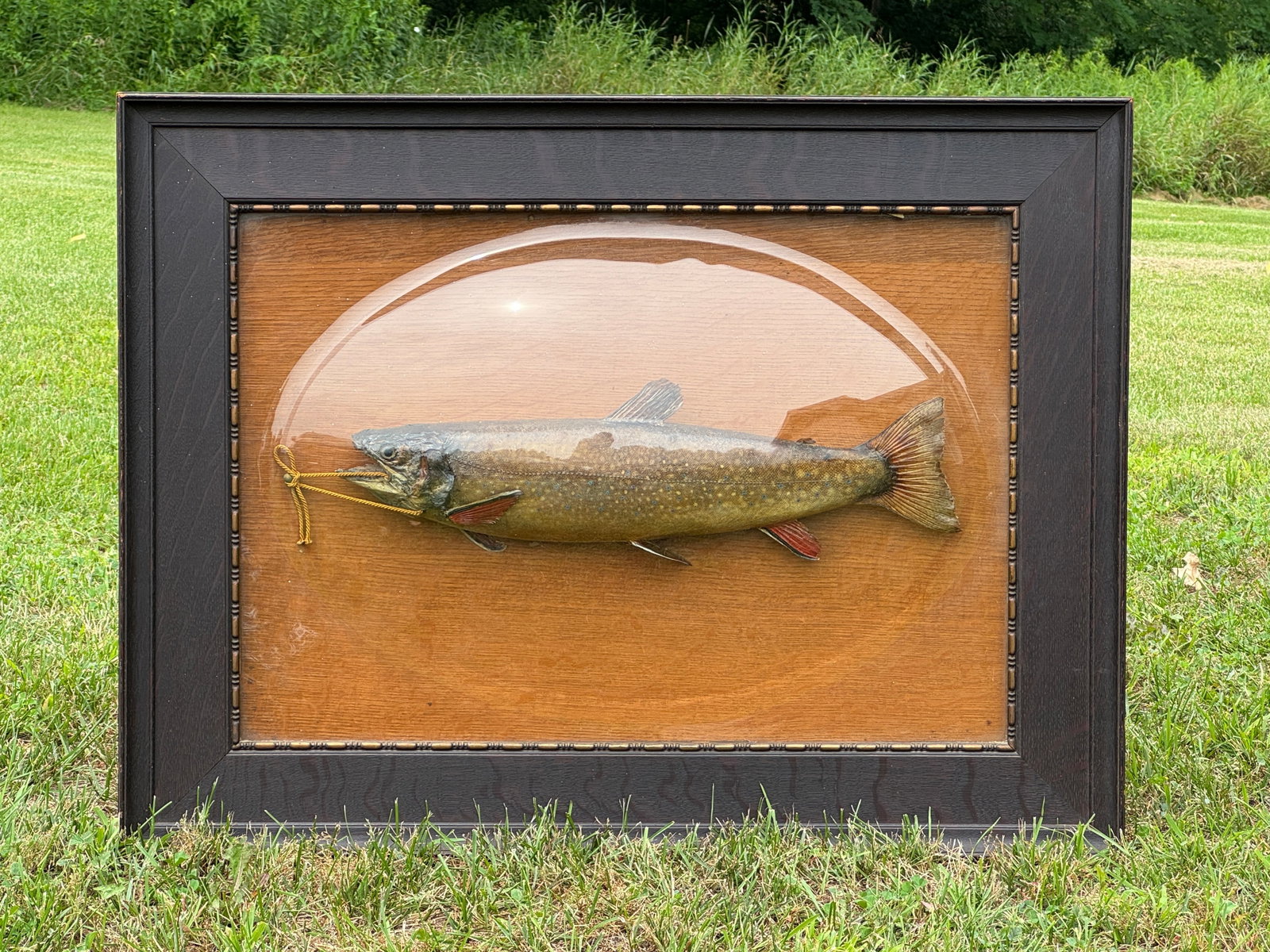 Mounted Trout Under Bubble Glass - 2