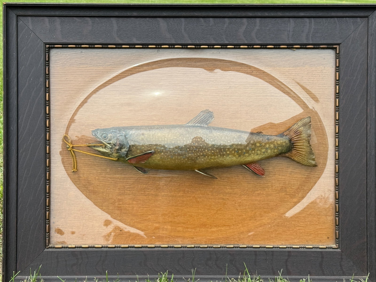 Mounted Trout Under Bubble Glass - 3