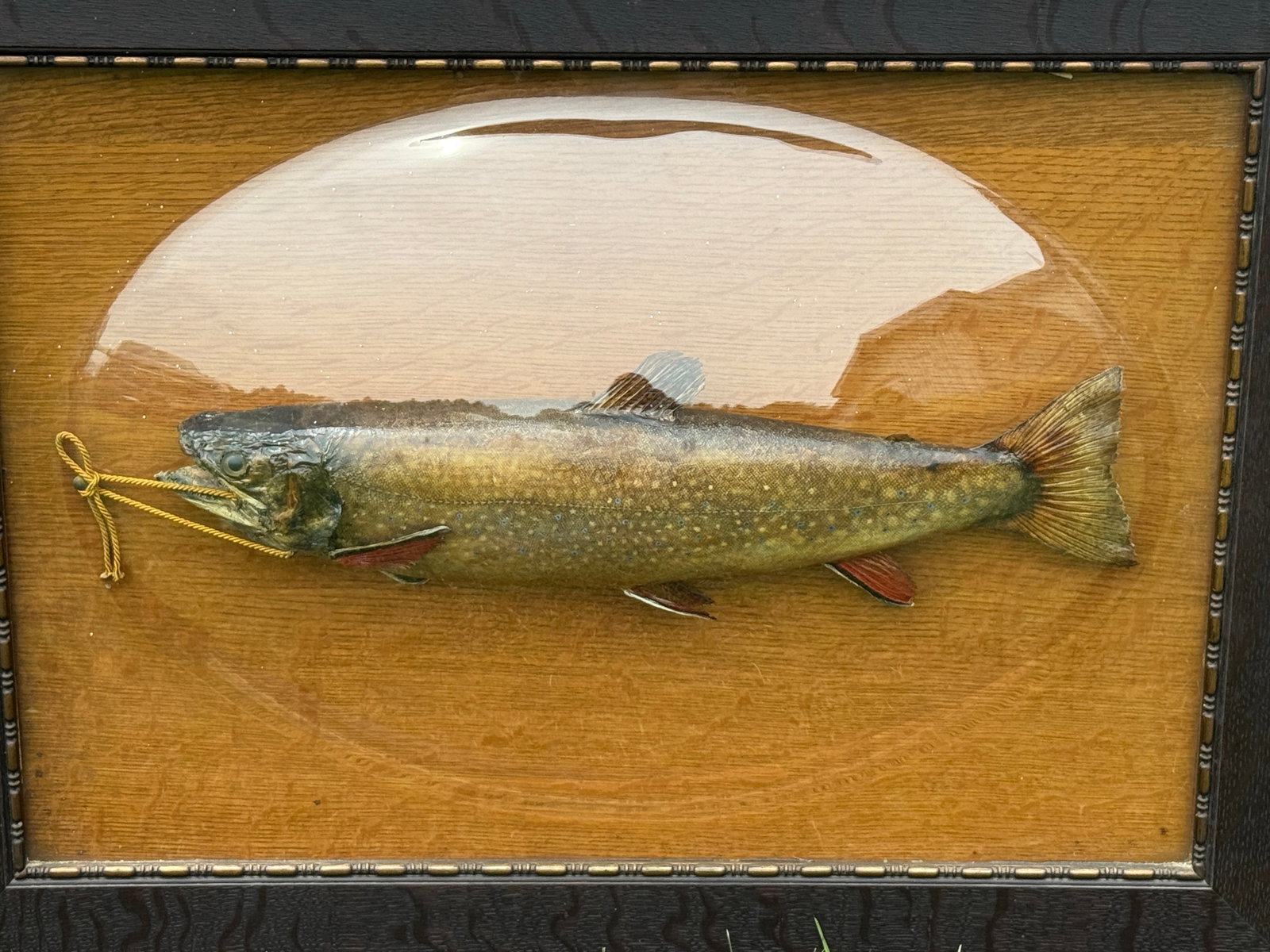 Mounted Trout Under Bubble Glass - 4