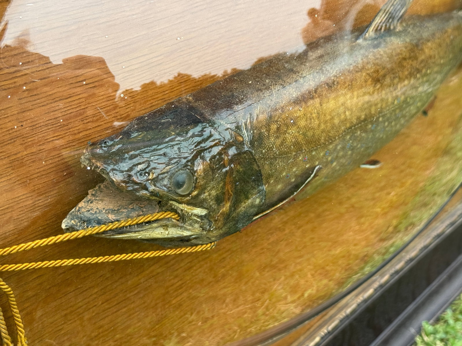 Mounted Trout Under Bubble Glass - 5