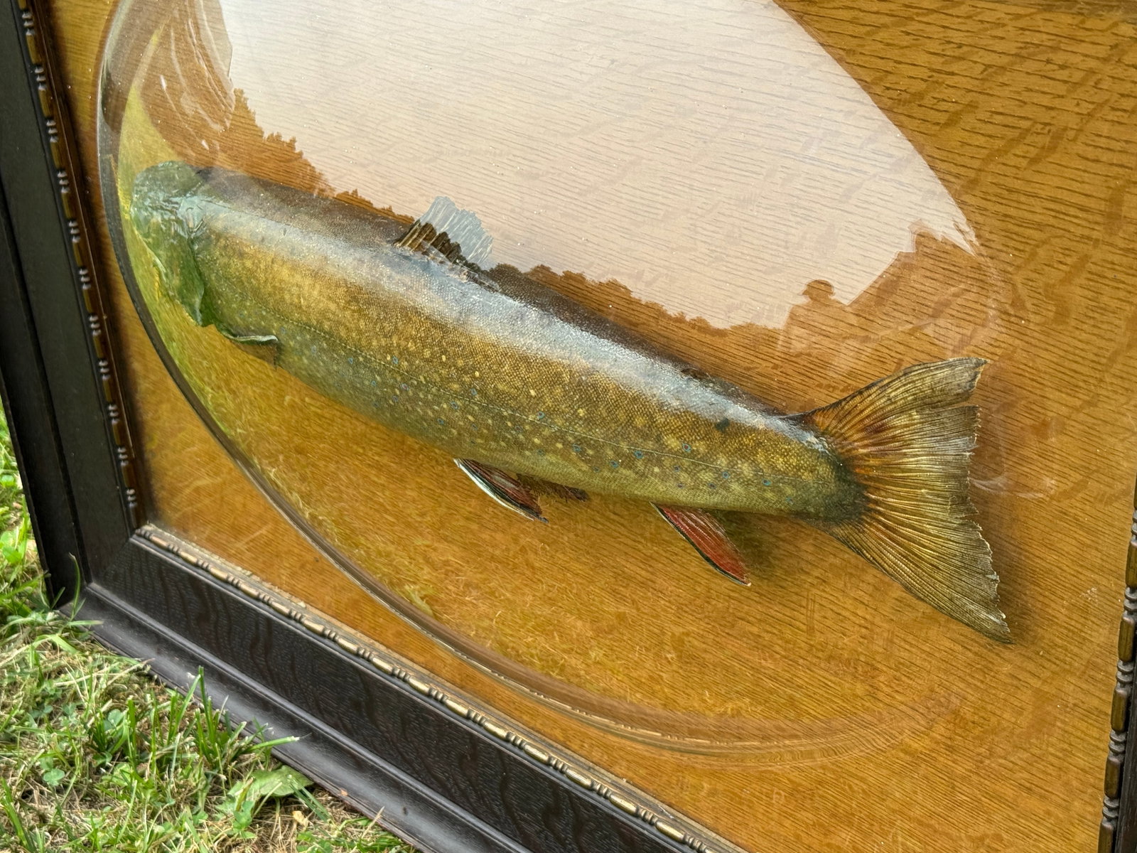Mounted Trout Under Bubble Glass - 7