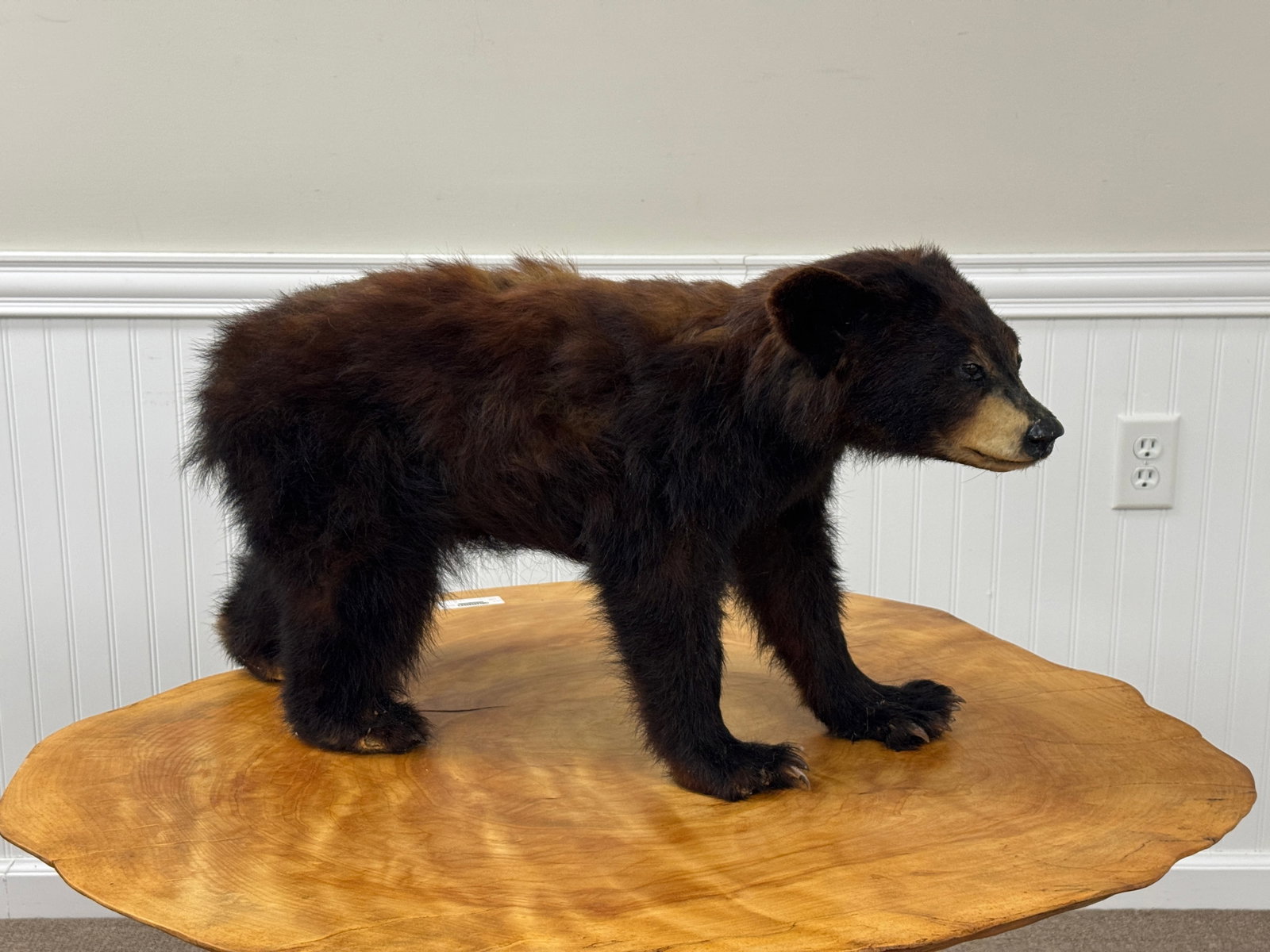 Black Bear Cub Mount: Measures 28" long. Has some damage around ears and missing 2 claws on right paw. From Camp Deerlands, Whitney Park.