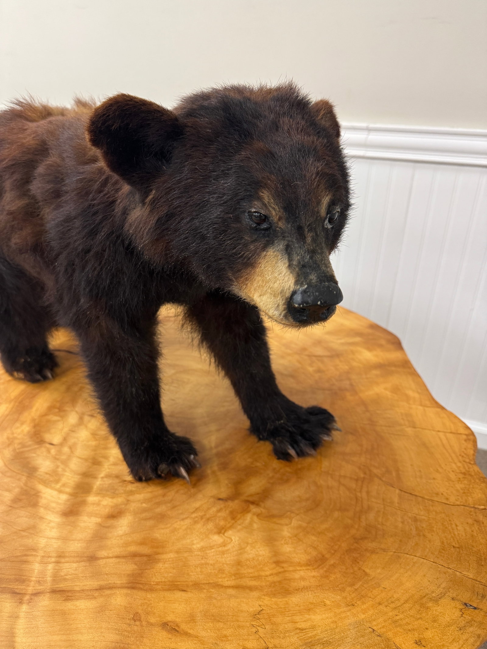 Black Bear Cub Mount - 2