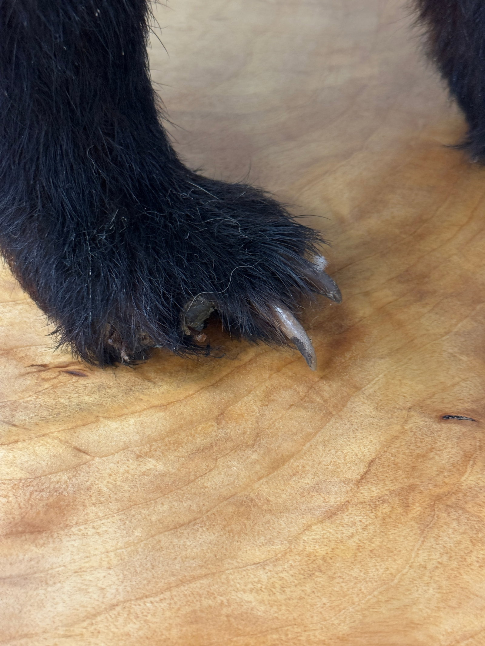 Black Bear Cub Mount - 3