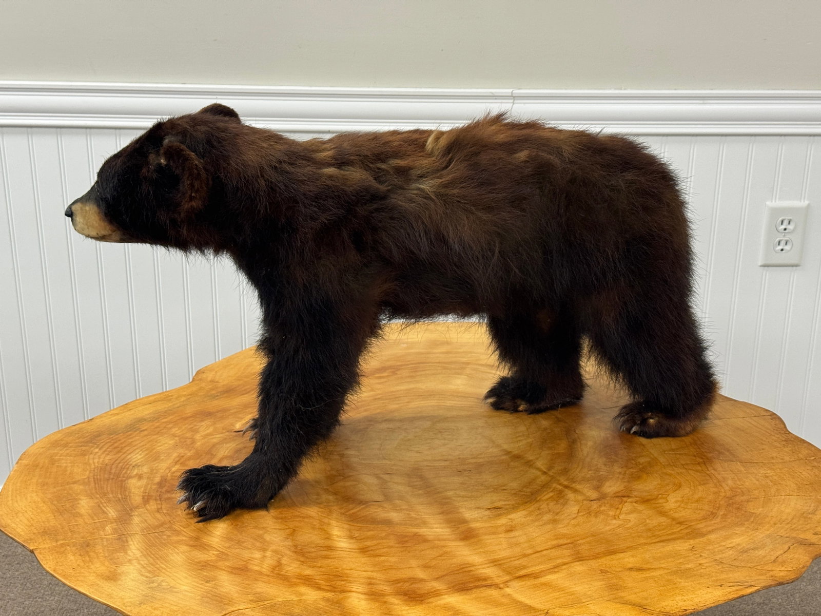 Black Bear Cub Mount - 4