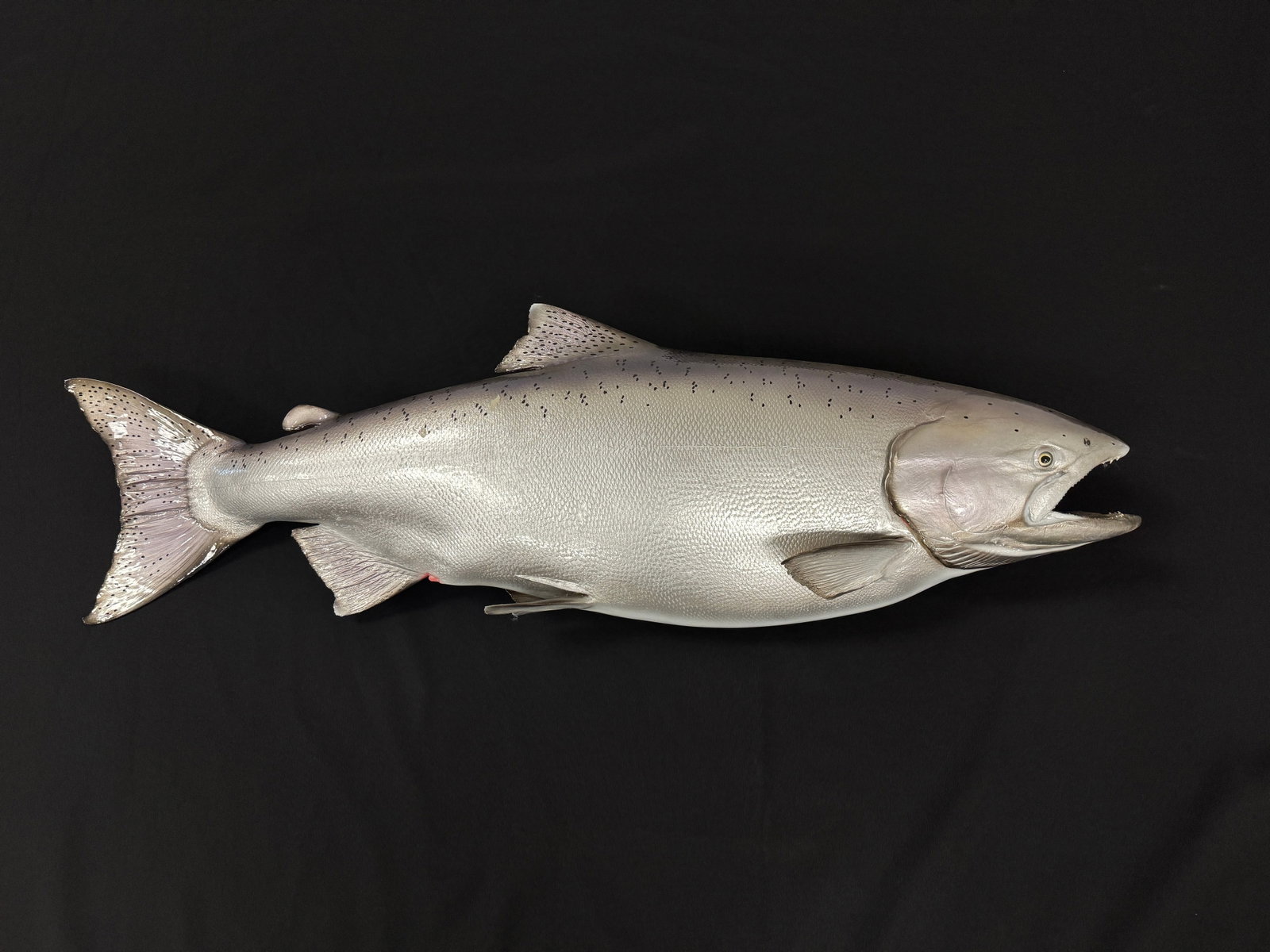 Salmon Fish Mount - 38" long: From Camp Togus, Whitney Park.