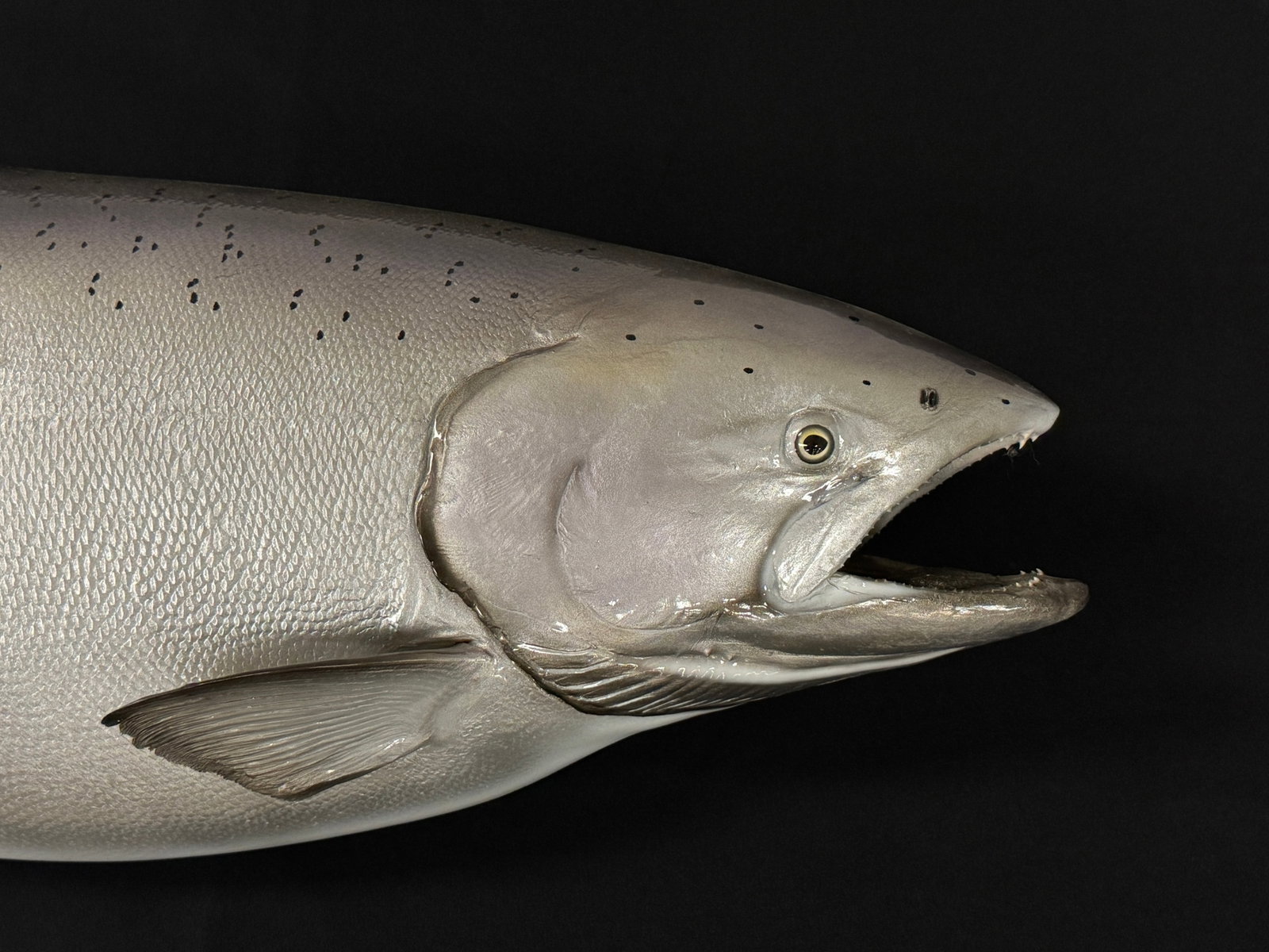 Salmon Fish Mount - 38" long - 2
