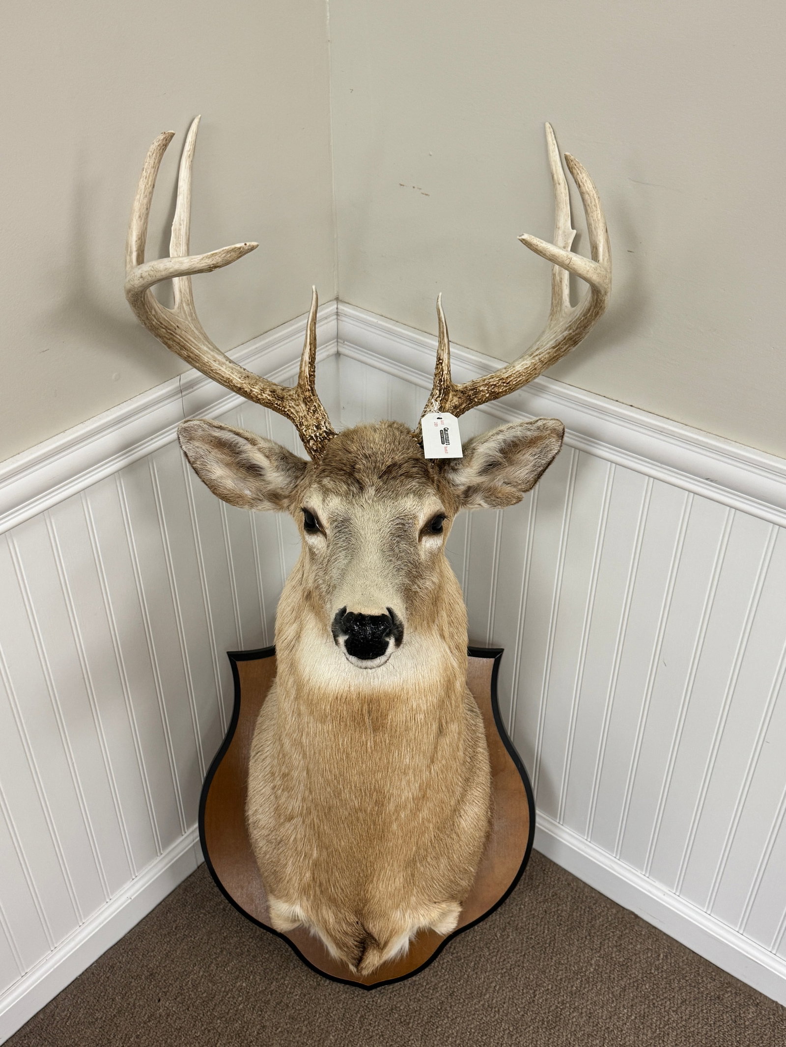 Impressive Whitetail 8 pt Buck Mount (1 of 3)