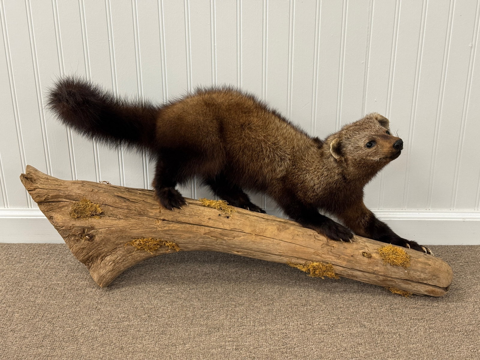 Full Body Mounted Fisher on Log: wall mount, clean and in very good condition, 33 1/2" long. From Camp Deerlands, Whitney Park.