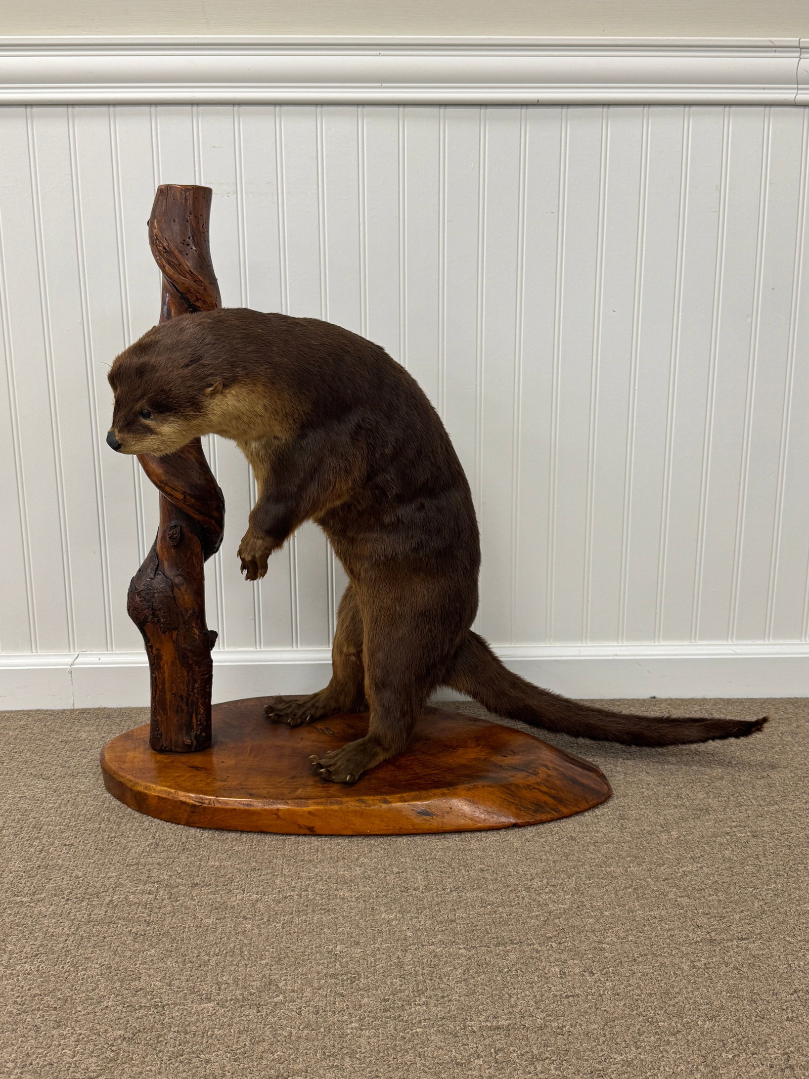 Standing Otter Taxidermy Mount on Wooden Base (1 of 4)