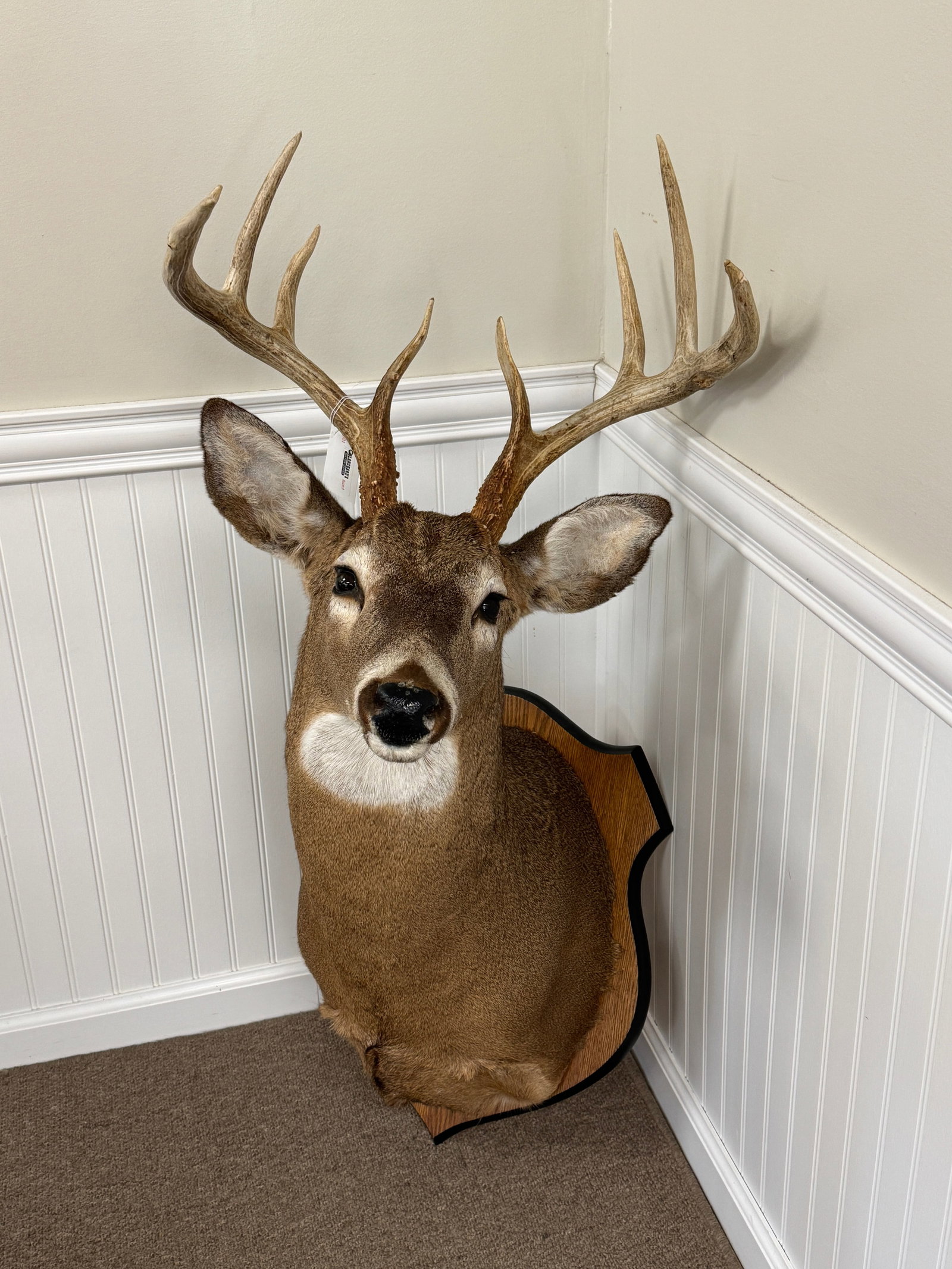 Trophy Whitetail 11 Point Buck Mount (1 of 2)