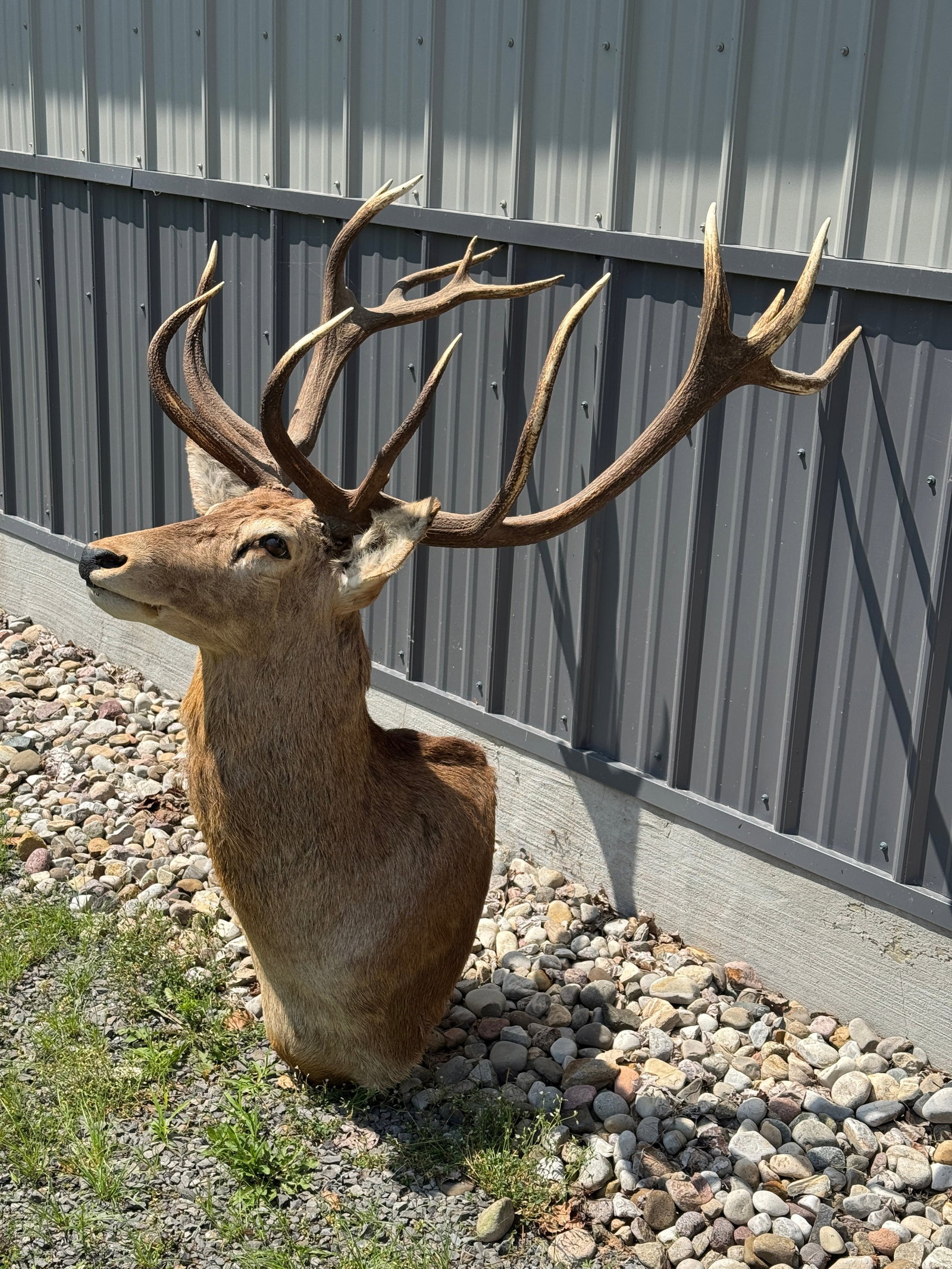 Red Stag Shot by Bob Marshall Keene, NY: contemporary mount in very good condition. Total width 38" wide.