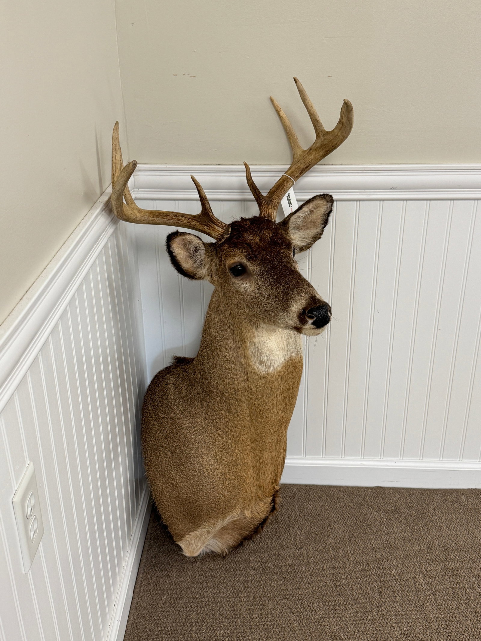 Whitetail 8 Point Buck Mount: clean contemporary mount. heavy rack with 19" spread. From Camp Togus, Whitney Park.