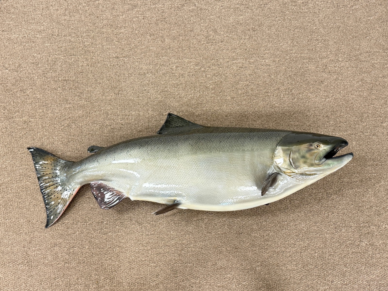 Fiberglass Salmon Mount: caught in 2009. 46" long. In excellent condition. From Camp Togus, Whitney Park.