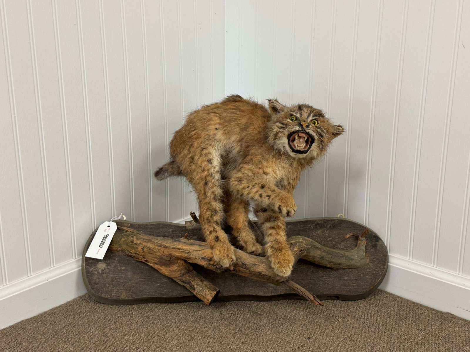 Mounted Bobcat Kitten: Full body Wall mount on driftwood. 24" long. From Camp Deerlands, Whitney Park.
