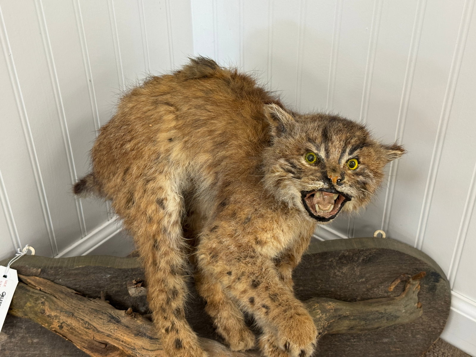 Mounted Bobcat Kitten - 2
