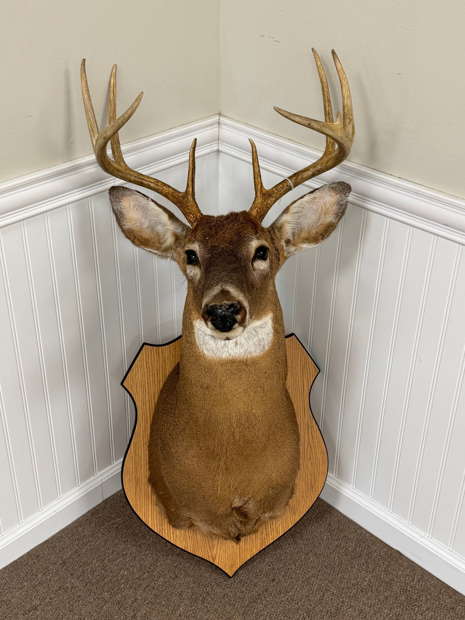 Whitetail 8 Point Buck Mount: clean contemporary mount with a oak shield plaque. From Camp Togus, Whitney Park.