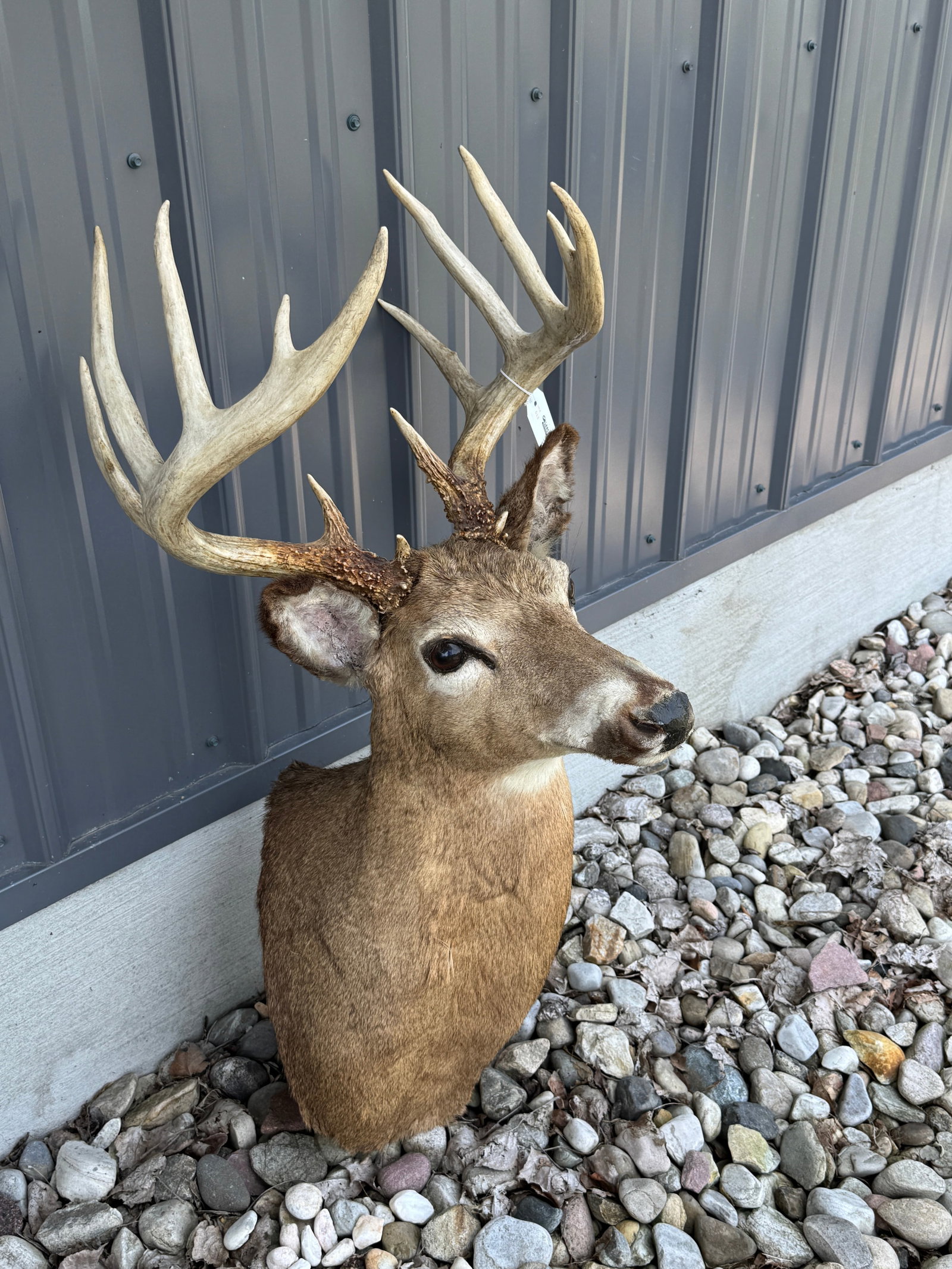 Whitetail 14 Point Buck Mount: Impressive Rack. From Camp Deerlands, Whitney Park.
