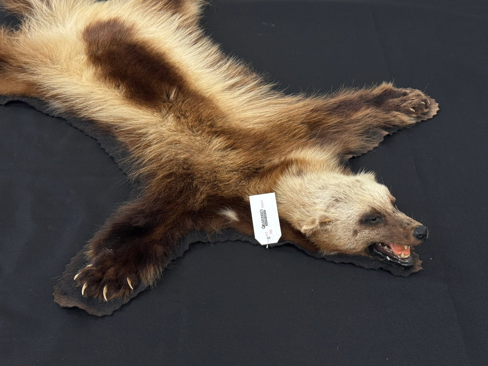 Badger Rug: Older pelt in good condition. All claws present. Approximately 4' long. From Camp Deerlands, Whitney Park.