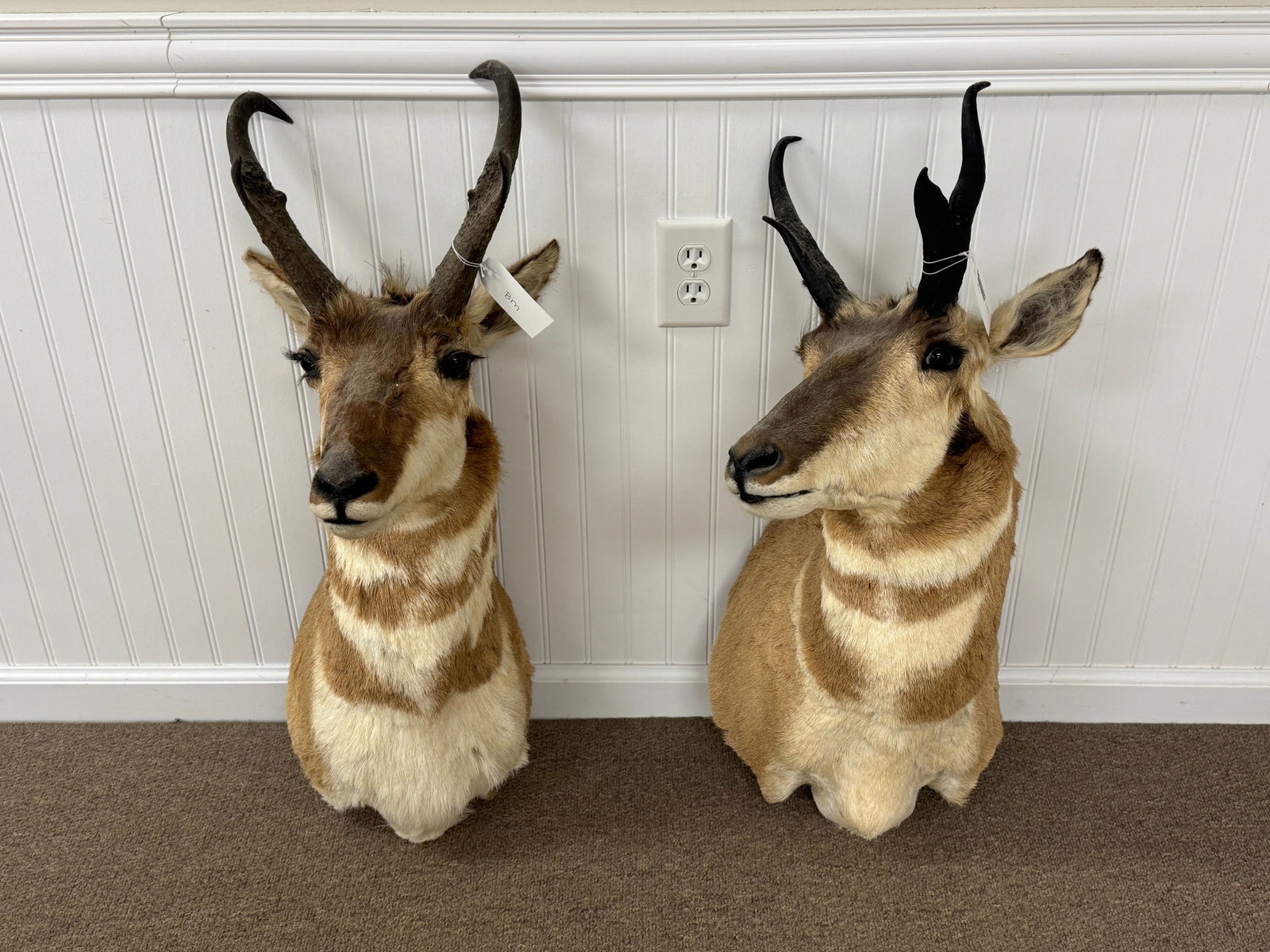 Pair of Mounted Antelope: Shot by Bob and Ann Marshall. Note: larger one was shot by Bob's wife.